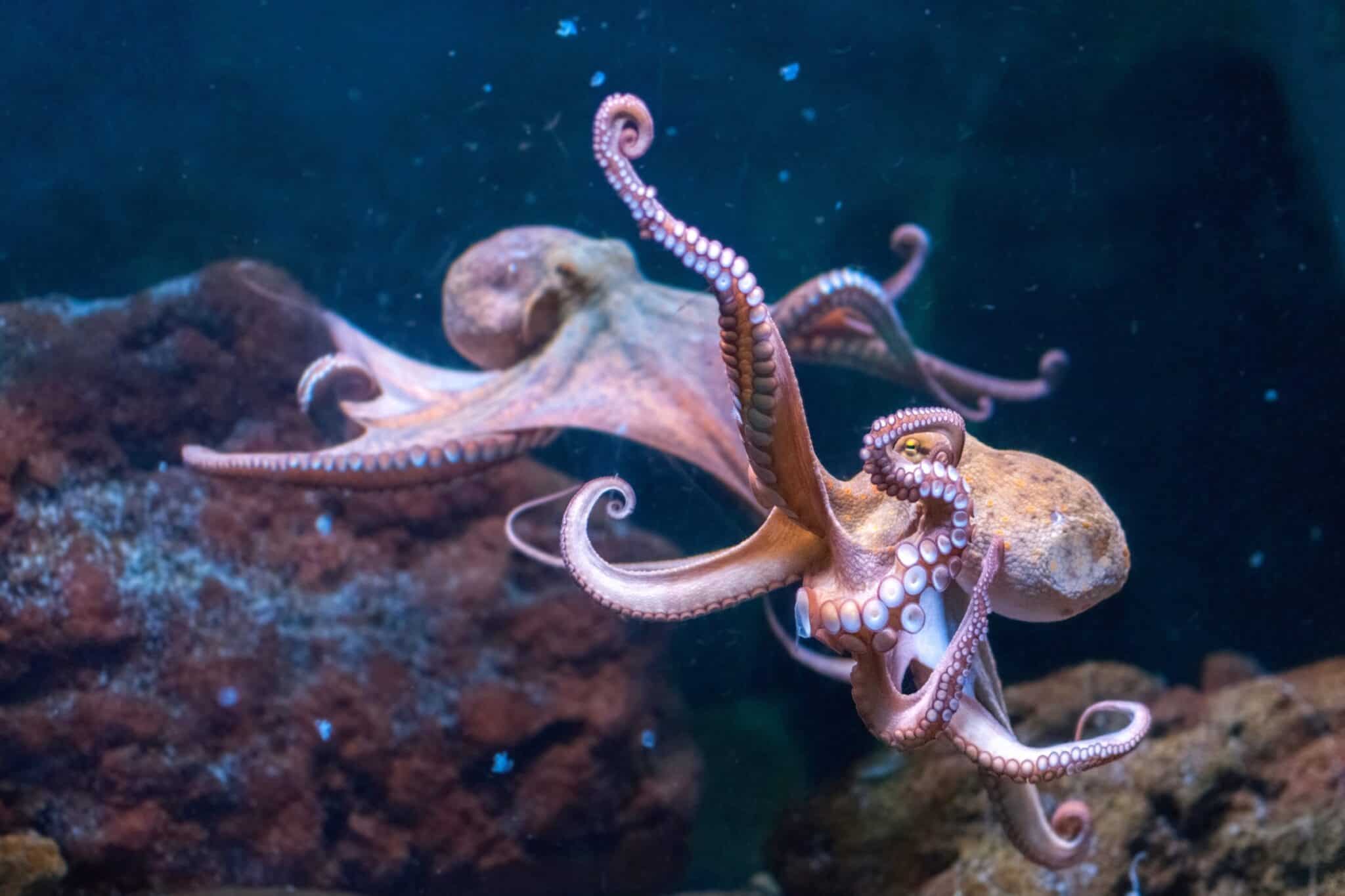 What Is a Group of Octopuses Called? Aquarium Whisperer