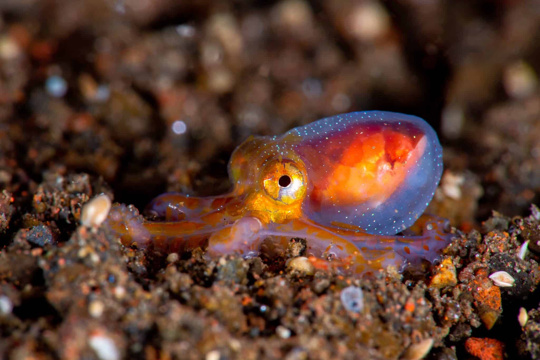 Do Octopuses Die After Giving Birth? Aquarium Whisperer