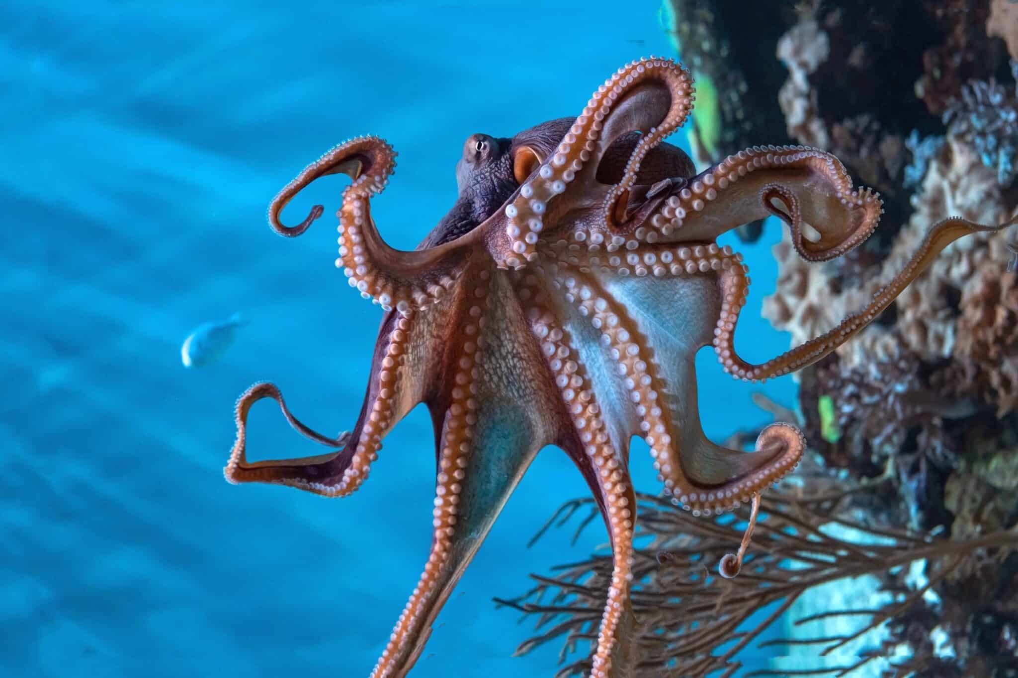 How Many Arms or Tentacles Does an Octopus Have?