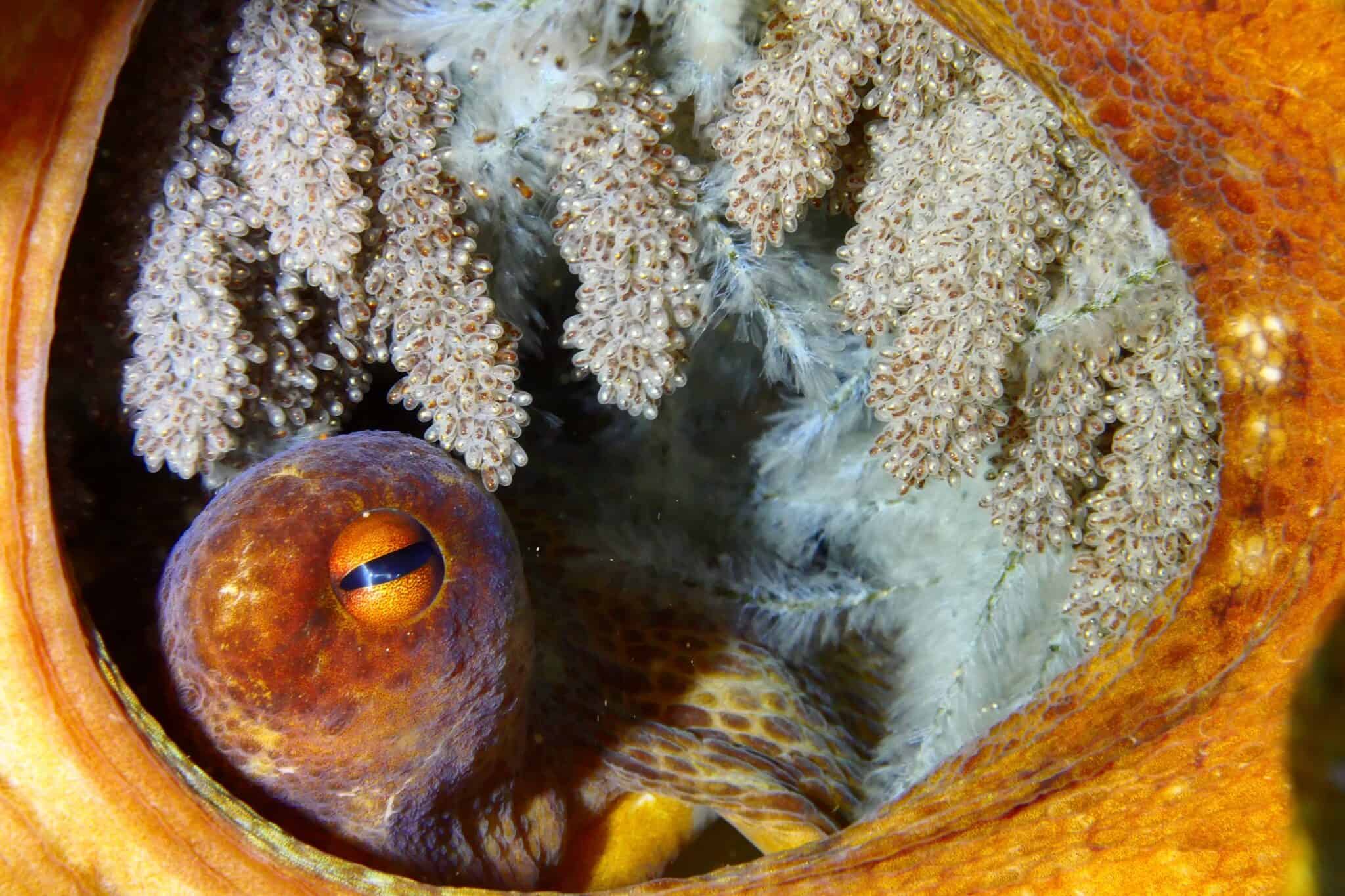 Do Octopuses Die After Giving Birth? Aquarium Whisperer