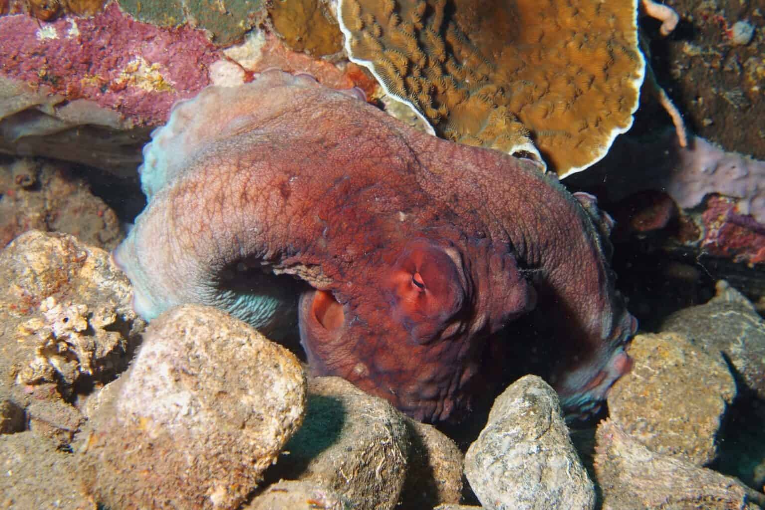 Do Octopuses Die After Giving Birth? Aquarium Whisperer