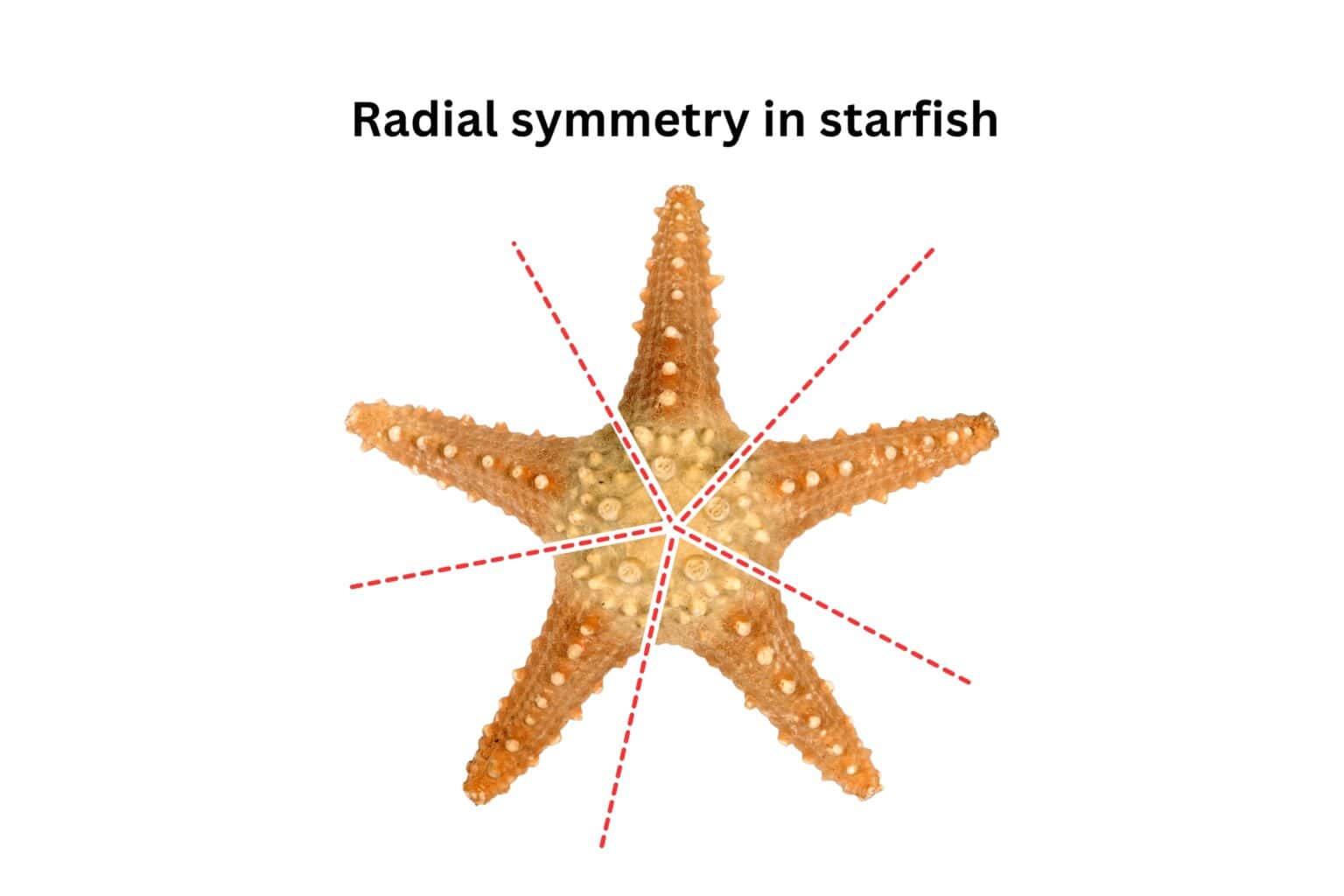 Fish Symetry What Kind of Symmetry Does a Starfish Have?