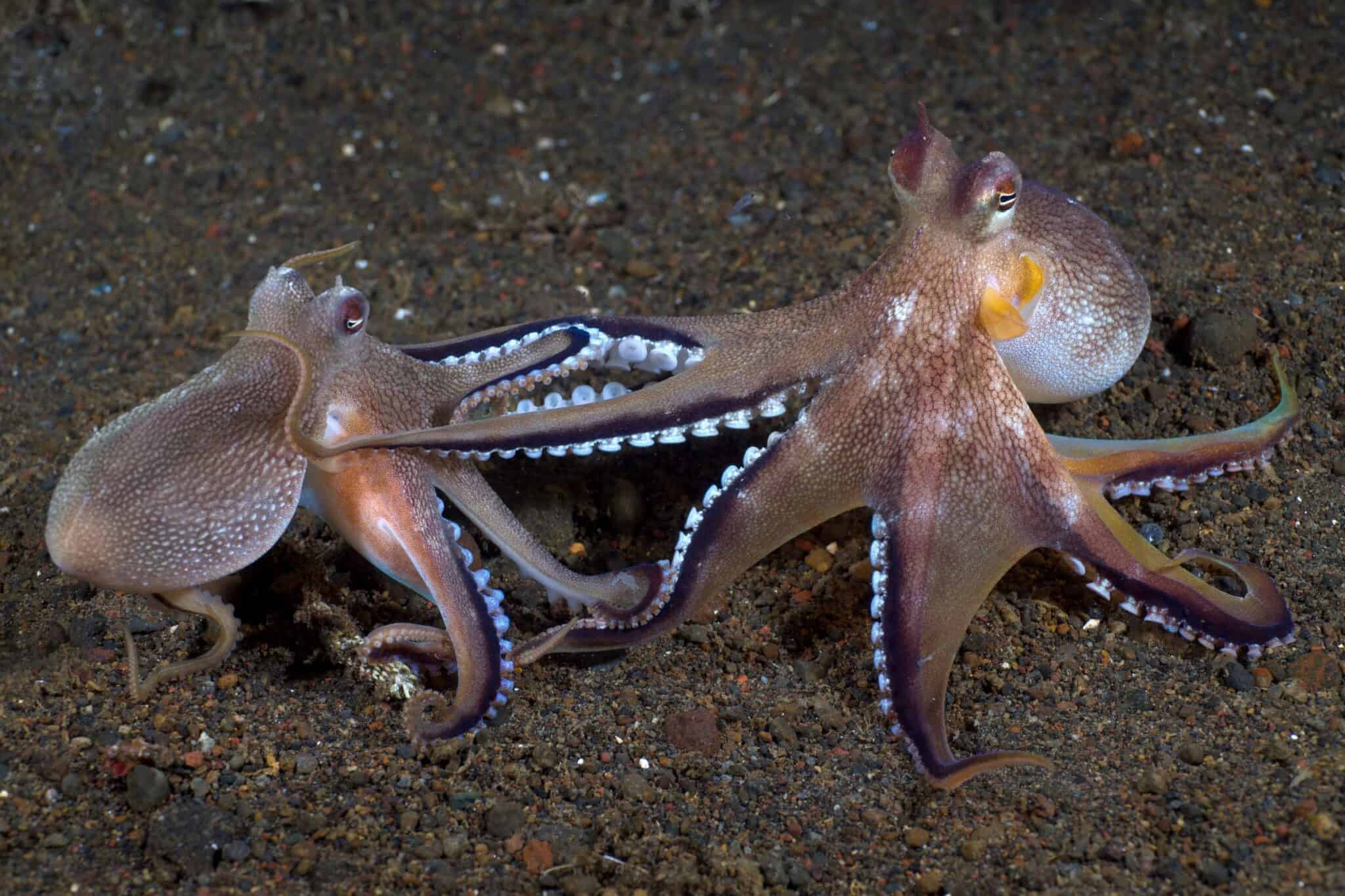 What Is a Group of Octopuses Called? Aquarium Whisperer