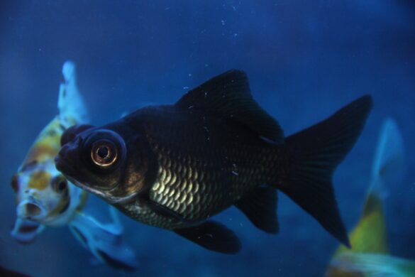 Image showcasing Black Moor Goldfish: Care Guide, Tankmates & More
