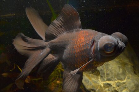 Black Moor Goldfish: Care Guide, Tankmates & More - Black Moort Goldfish Breeds For Decor