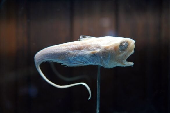 11 Scary and Strange Mariana Trench Animals