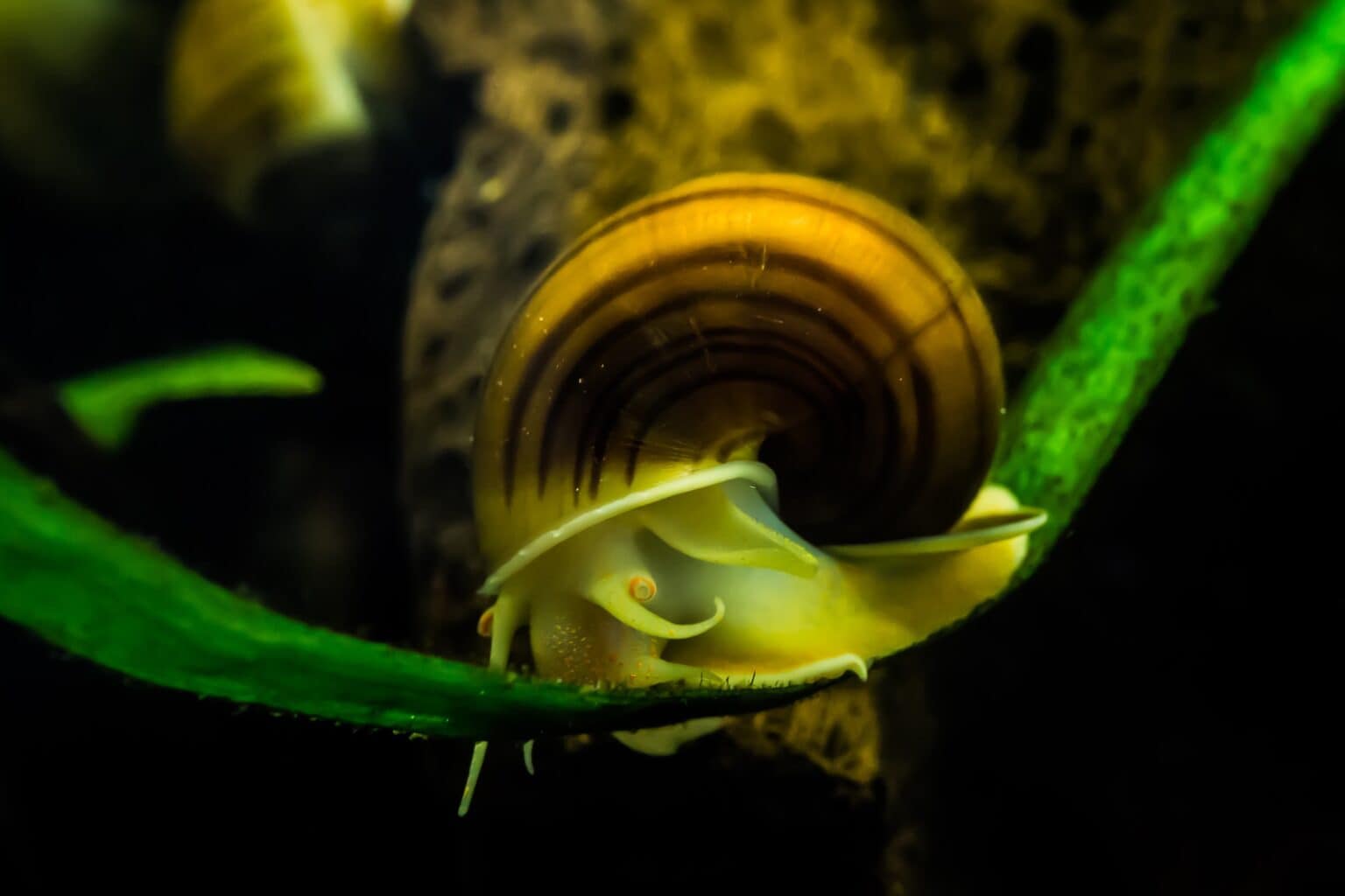 How to Tell If Your Mystery Snail Is Dead - Aquarium Whisperer