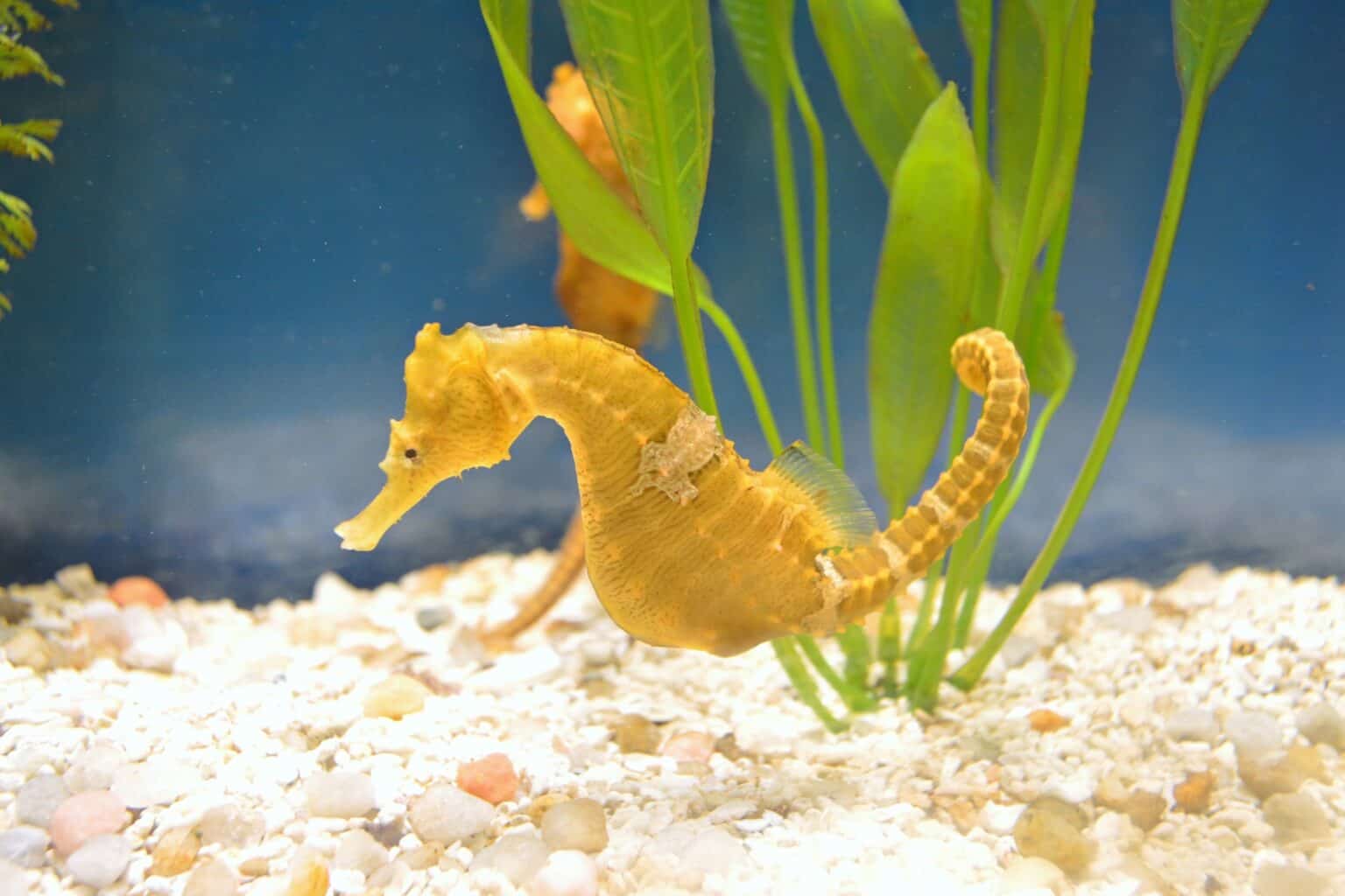 Is a Seahorse a Fish or a Mammal?
