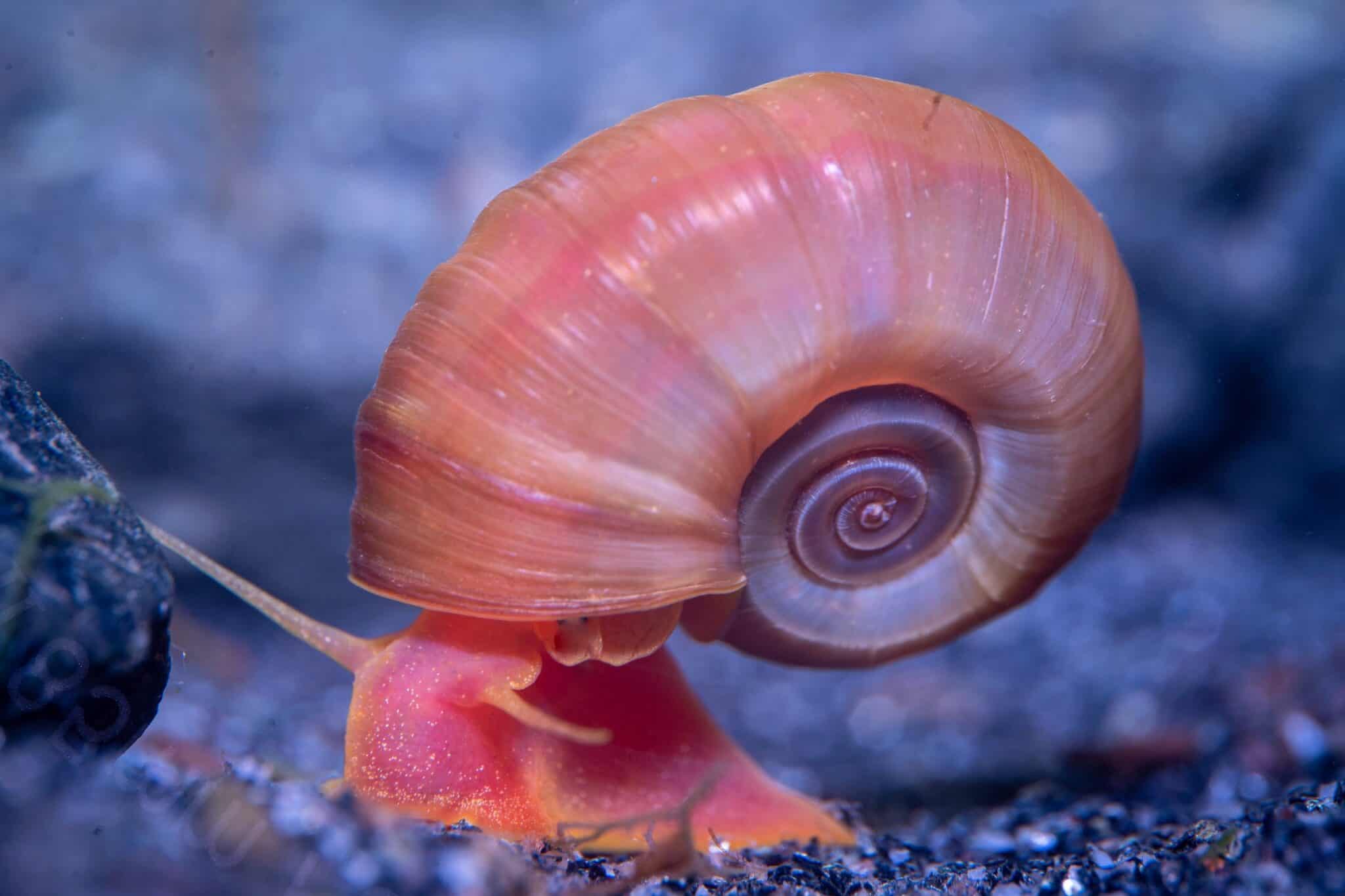 Ramshorn Snail: Species Profile, Care Guide & Lifespan