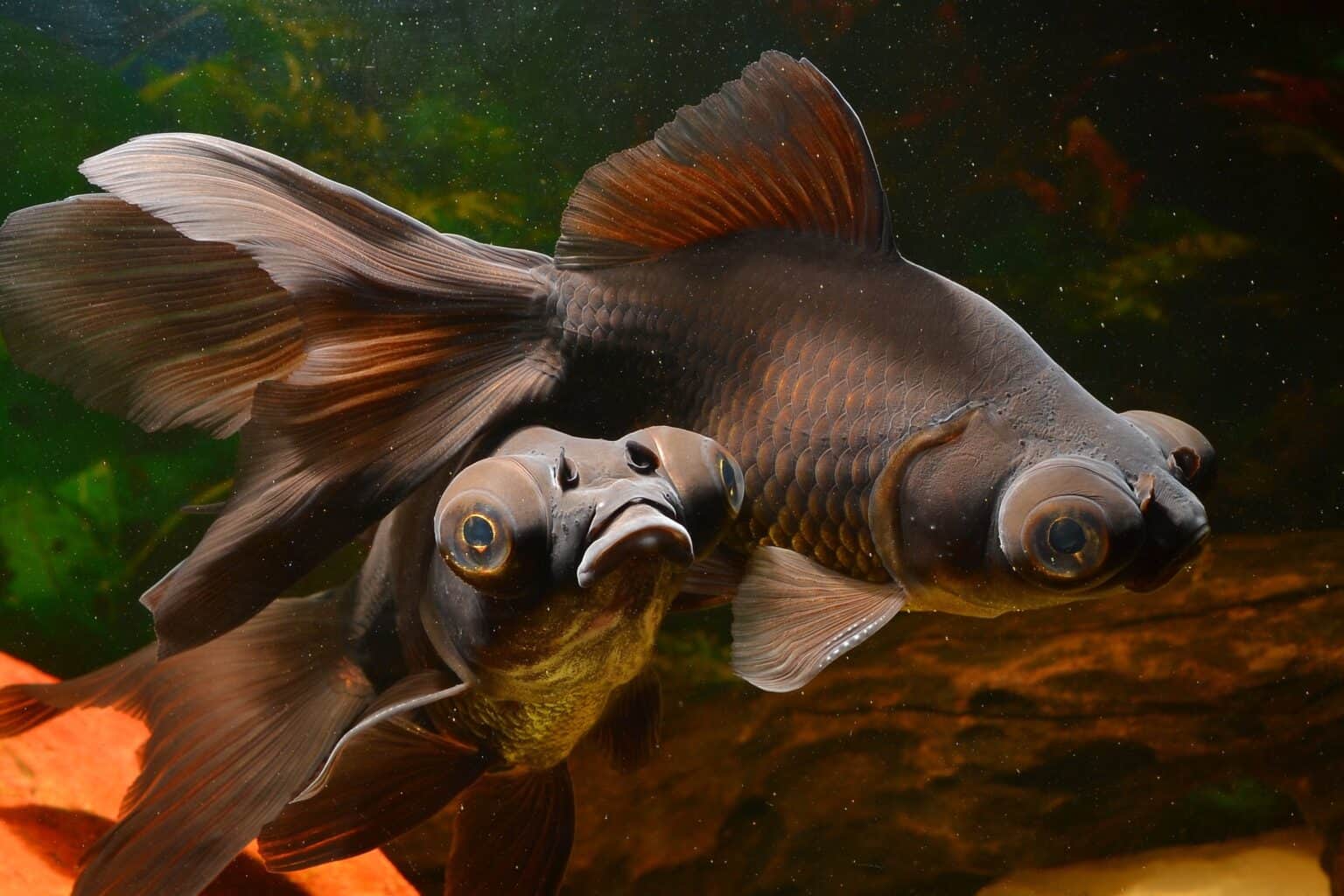 Visual Reference: Black Moor Goldfish Care Guide Tankmates More
