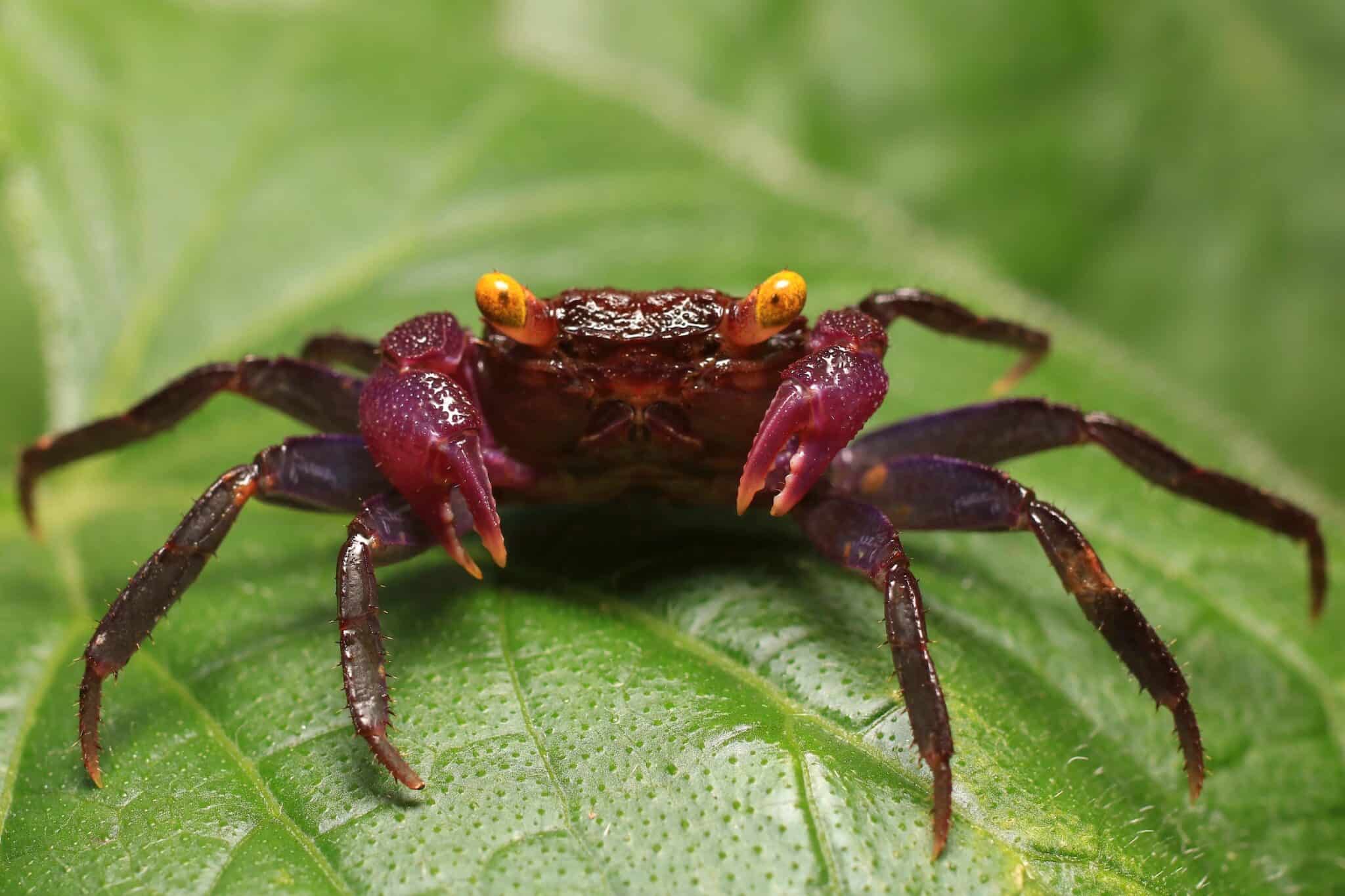 Vampire Crab Species Profile, Care Guide & Pictures