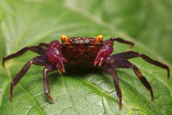Vampire Crab: Species Profile, Care Guide & Pictures